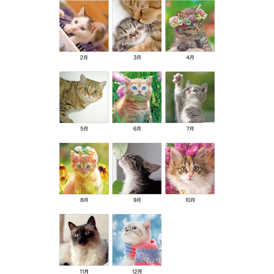 【超早割】キャットマンスリー(JT-4)画像-3