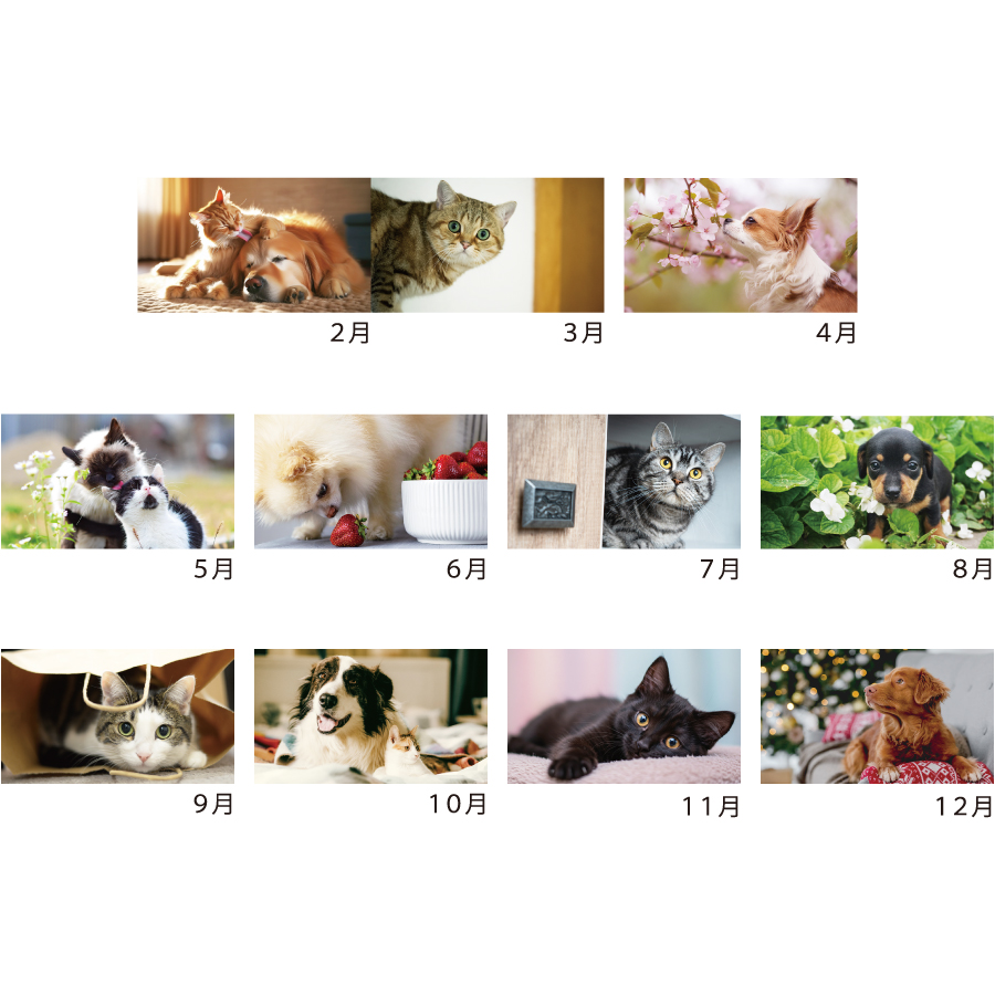 【早割】プチペット(KJ-103)画像-3