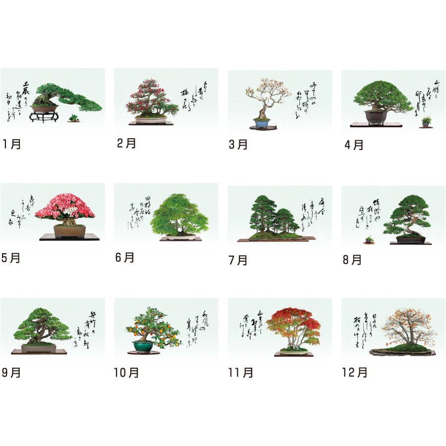 【超早割】一木一草(NA-155)画像-3