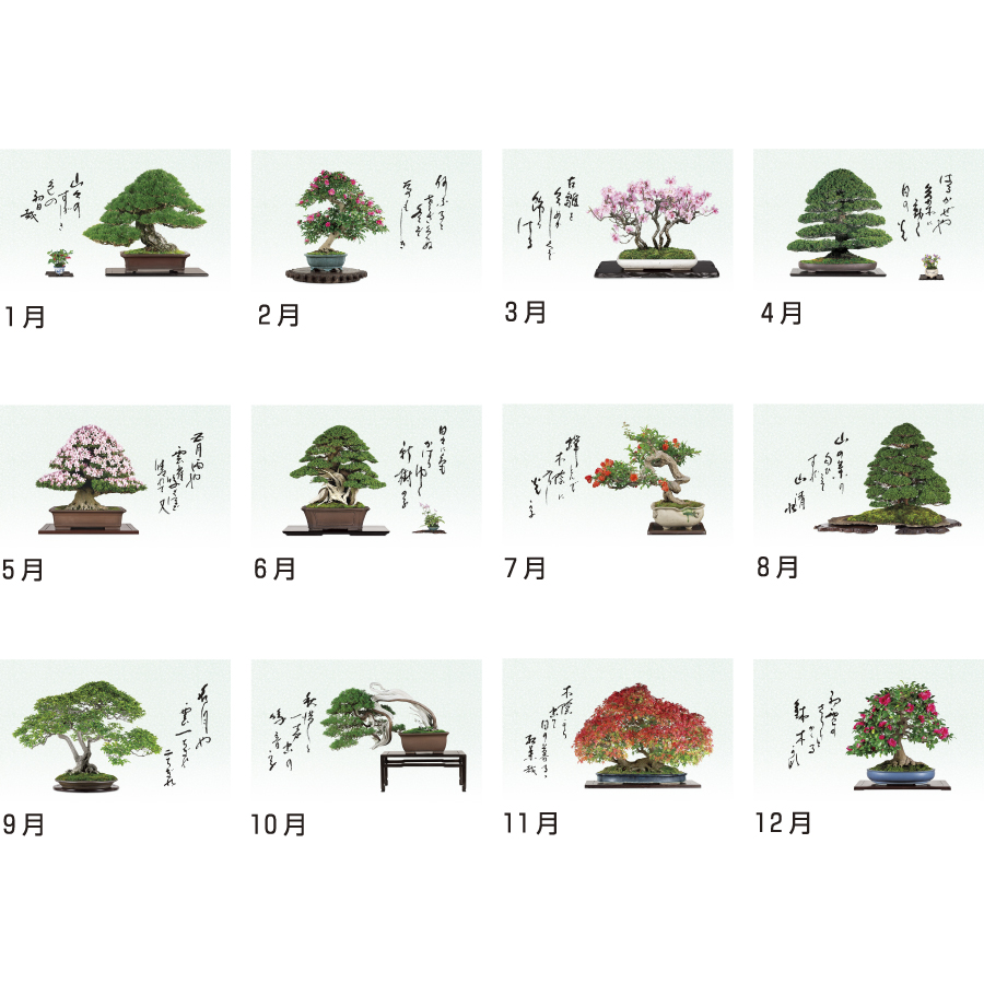 一木一草（NA-155）画像-3