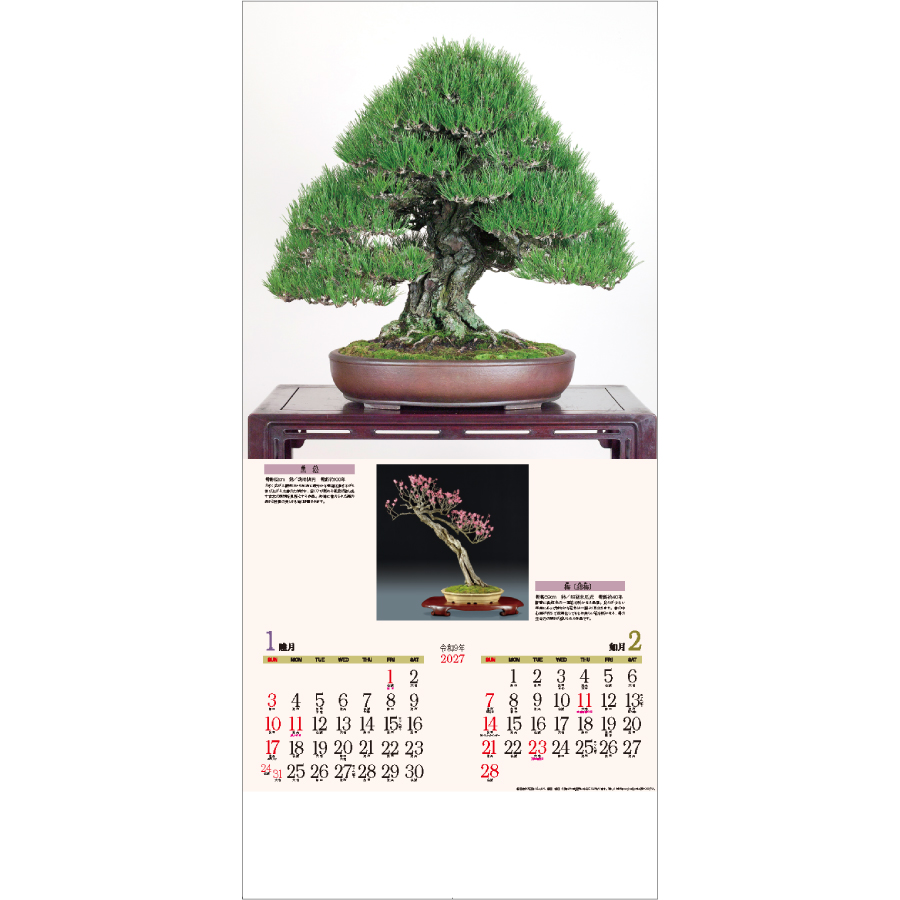 【超早割】銘樹 (盆栽)(ND-115)画像-2