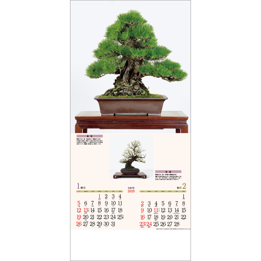 銘樹 (盆栽)（ND-115）画像-2