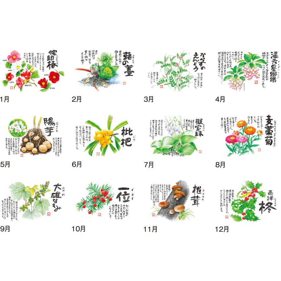 【超早割】B8 草花遊心(田中陽一郎作品集)(ND-133)画像-3