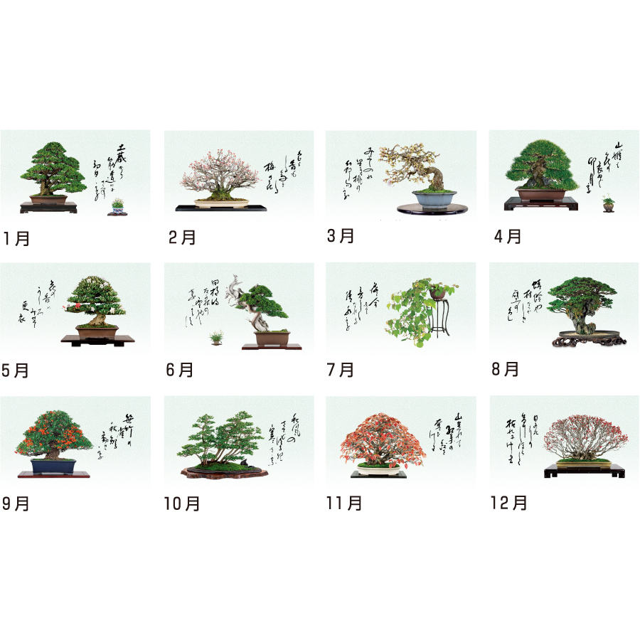 一木一草（NF-211）画像-3