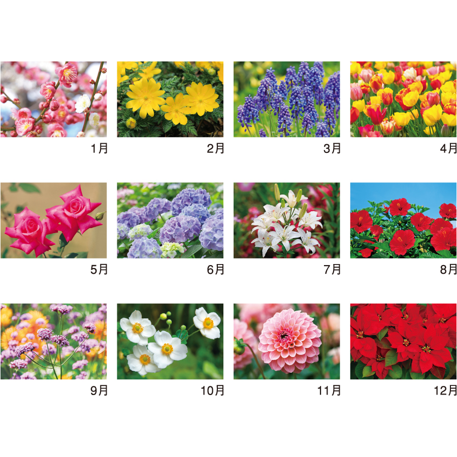 【超早割】花ことばと文字(NK-139)画像-3