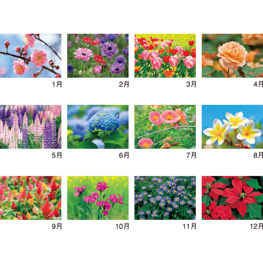 花ことばと文字（NK-139）画像-3