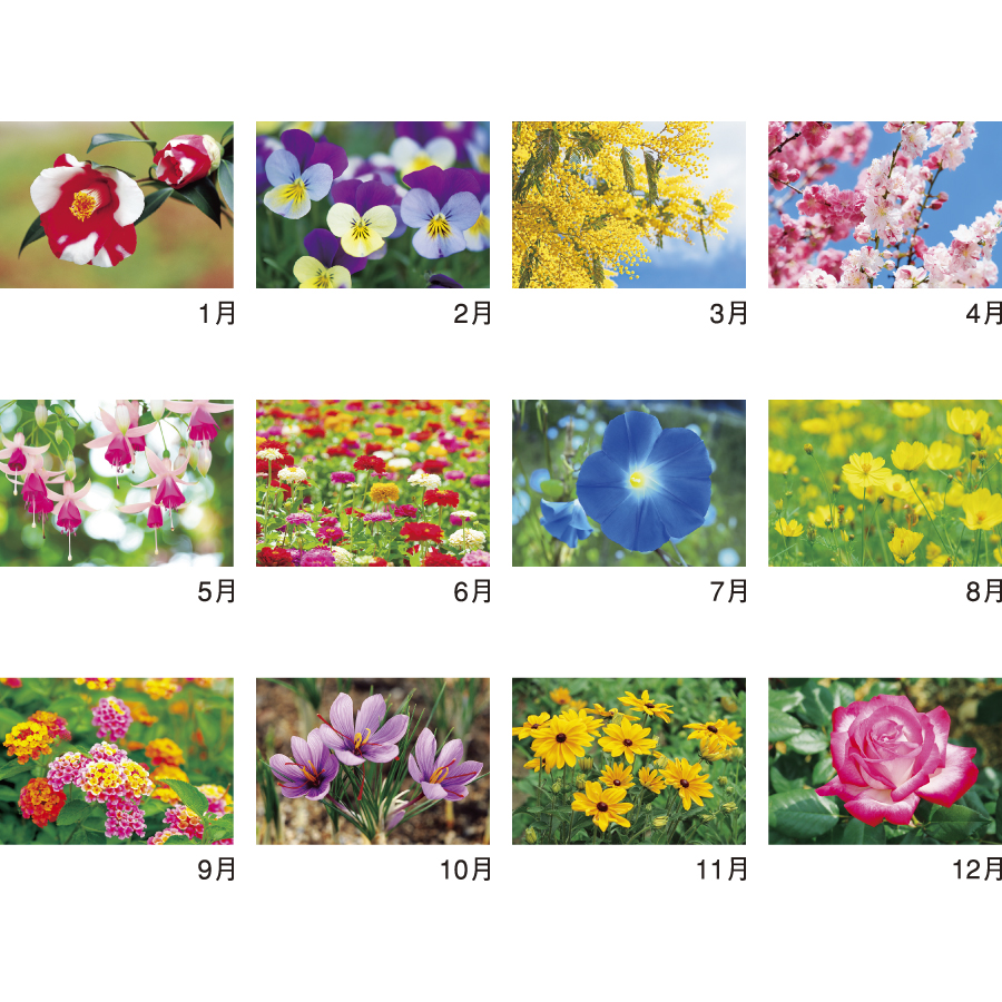 花ことばと文字（NK-139）画像-3