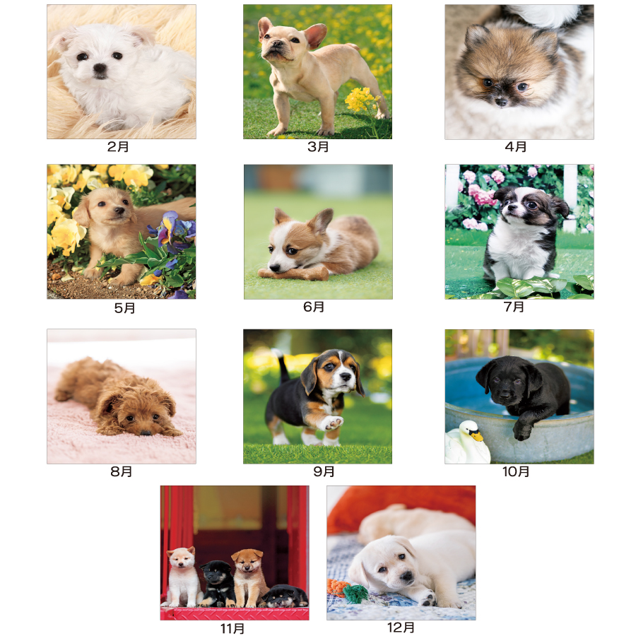 THE DOG’S(ザ･ドッグ)（SA-020）画像-3
