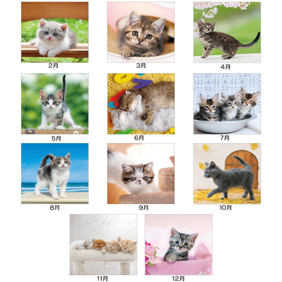 THE CAT’S(ザ･キャッツ)（SA-030）画像-3