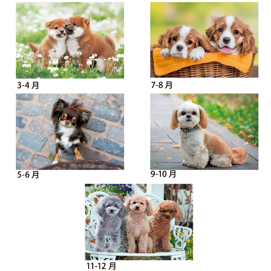 ハッピーワンワン（SA-060）画像-3