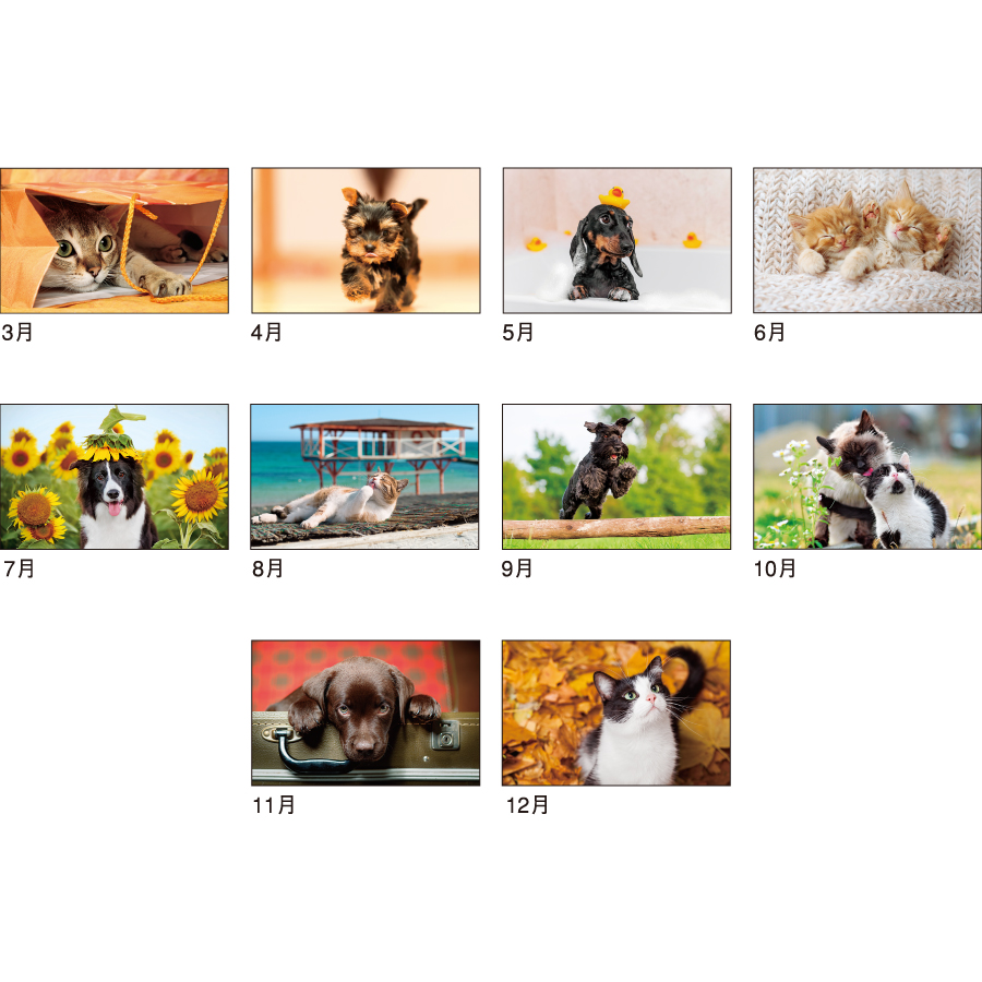 PUPPY&KITTY（SA-333）画像-2