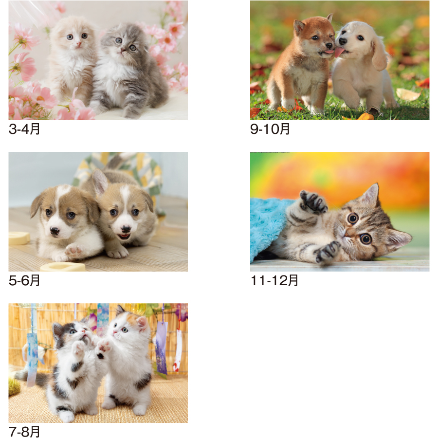 【超早割】チャーミングペット(SA-342)画像-3