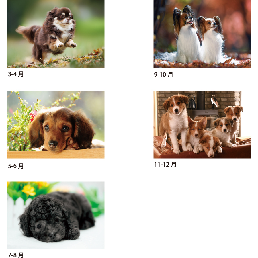 【超早割】ワンワンワールド(SA-343)画像-3