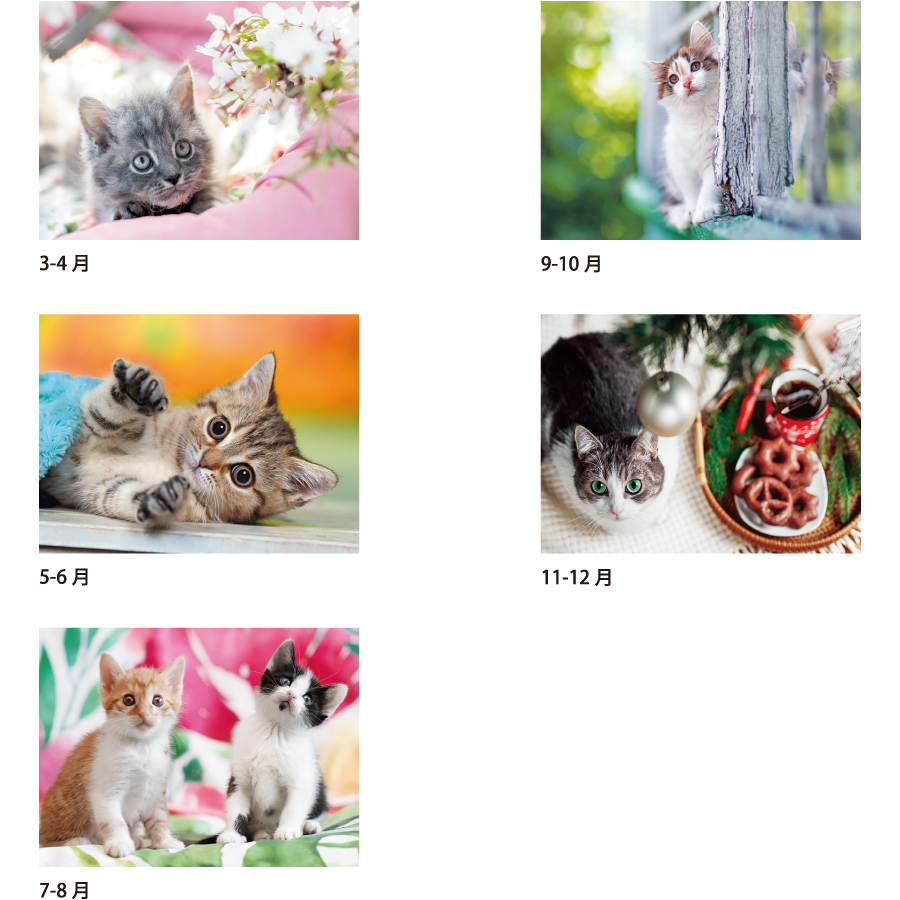 【超早割】キャッツワ−ルド（SA-344）画像-3