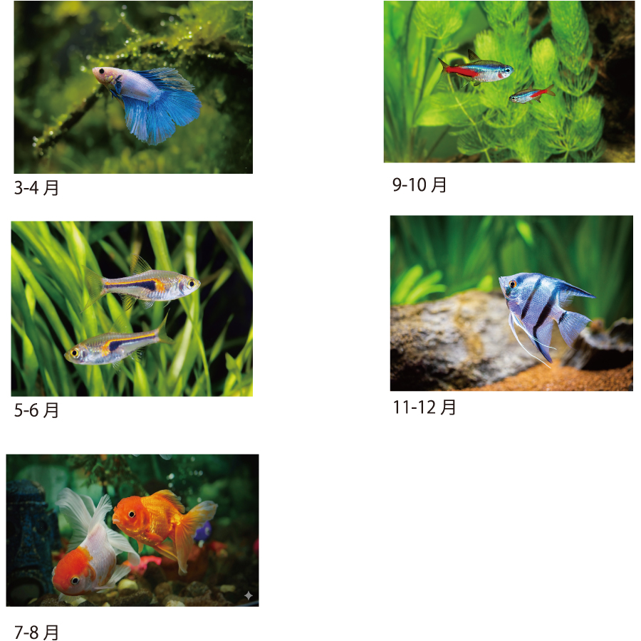 【超早割】アクアワールド(SA-347)画像-3