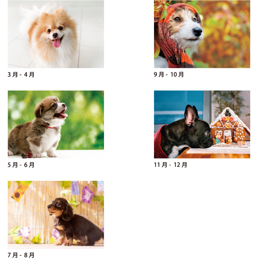 【超早割】ワンワンスマイル(SA-354)画像-3