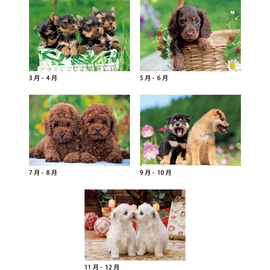 ワンワンスマイル（SA-354）画像-3