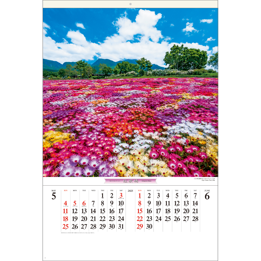 花紀行（SB-253）画像-2