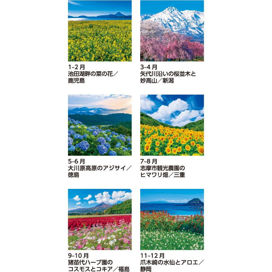 【超早割】花紀行(SB-253)画像-3