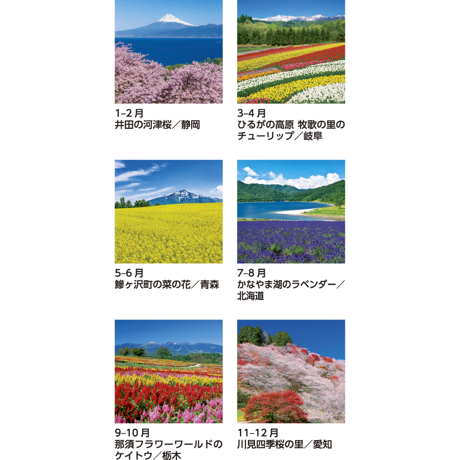 花紀行（SB-253）画像-3