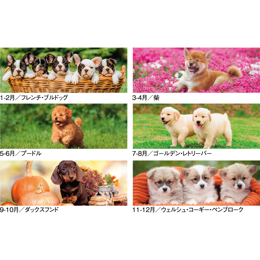 【超早割】THE DOGS(SG-197)画像-3