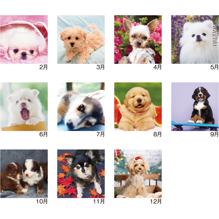 【超早割】Pretty Dogs(犬)(SM-100)画像-3