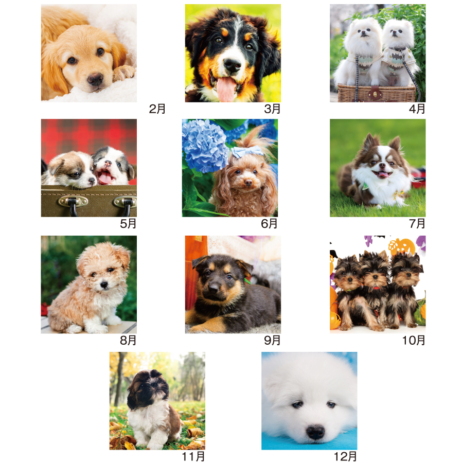 Pretty Dogs(犬)（SM-100）画像-3