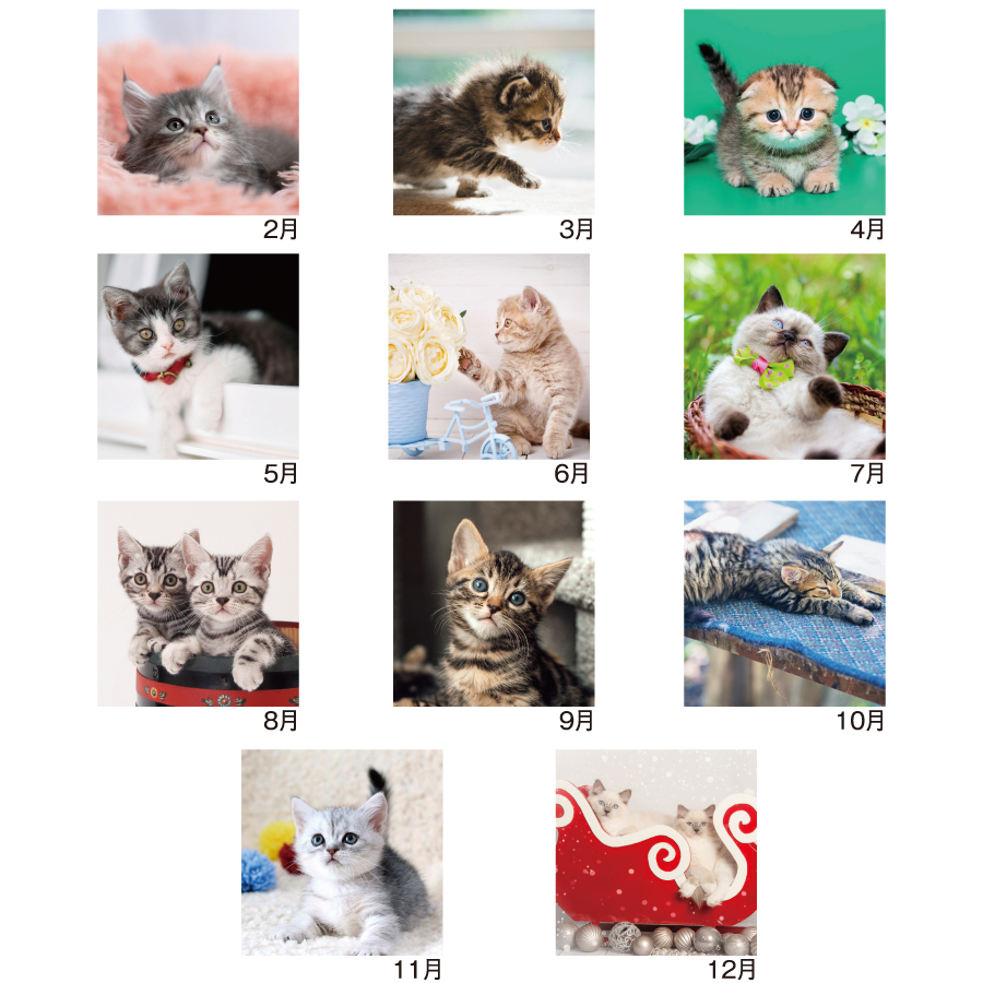 Sweet Cats(猫)（SM-105）画像-3