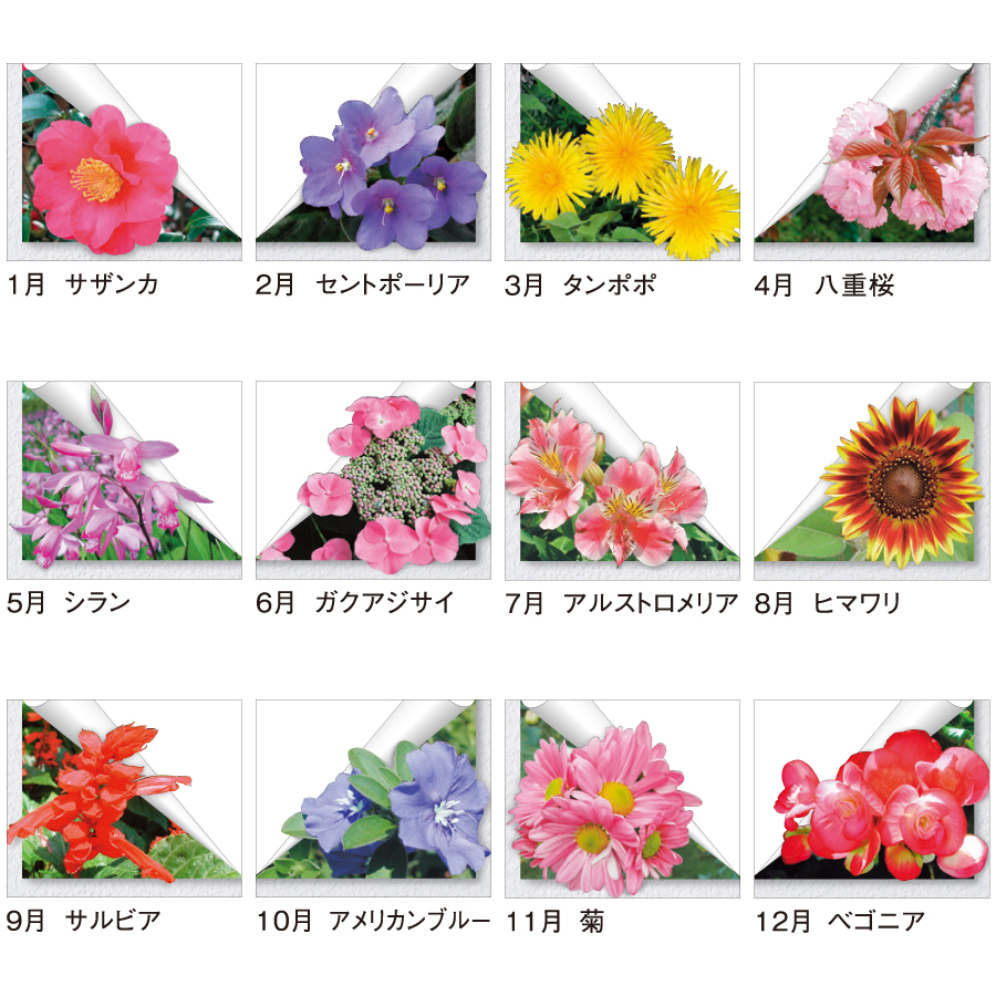 花便り（SP-72）画像-3