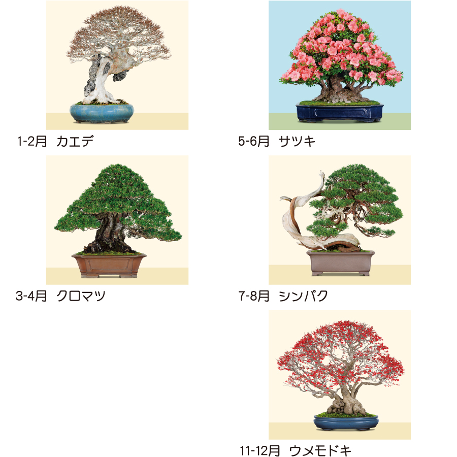【超早割】盆栽DX（TD-624）画像-3