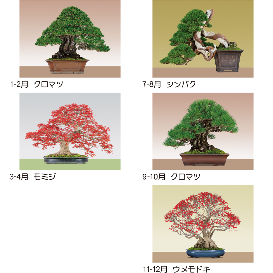 【超早割】日本のこころ(盆栽)(TD-721)画像-3