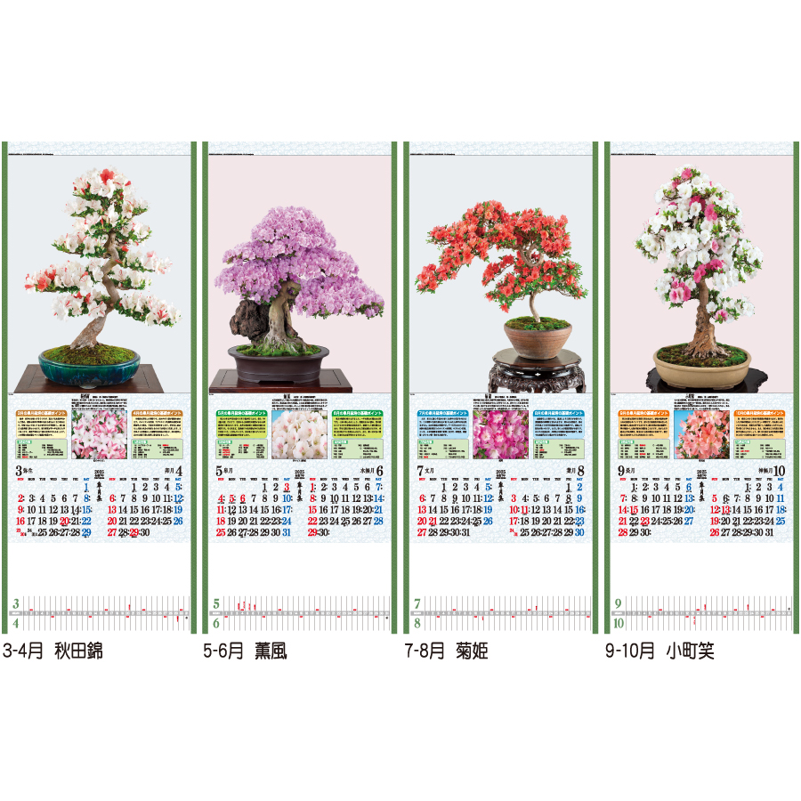 皐月集（TD-784）画像-3