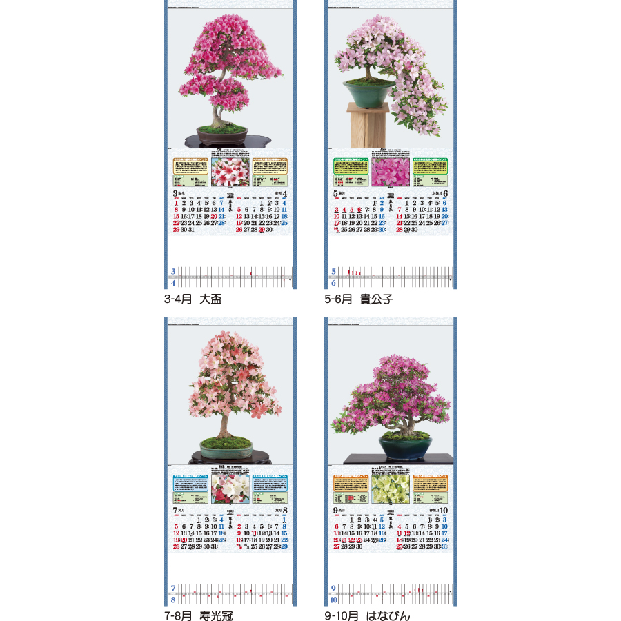 皐月集（TD-784）画像-3