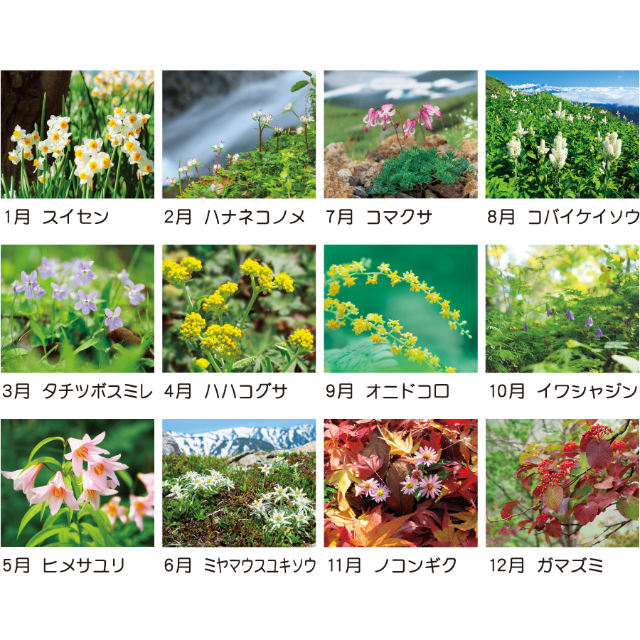 【超早割】日本の山野草(TD-818)画像-3