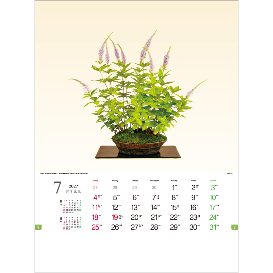 【超早割】野草盆栽(TD-819)画像-2