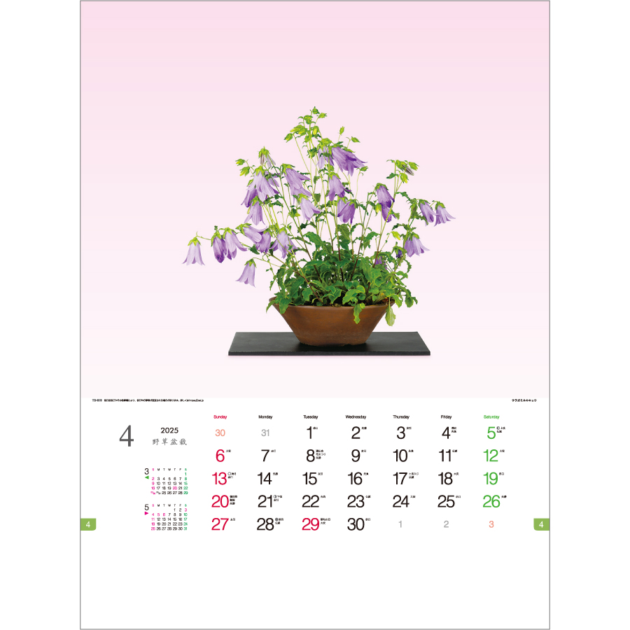 野草盆栽（TD-819）画像-2