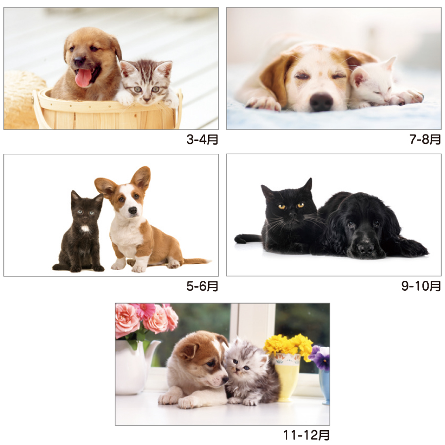 犬と猫の散歩道（YK-730）画像-3