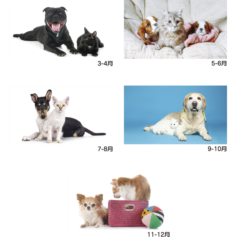 犬と猫の散歩道（YK-730）画像-3